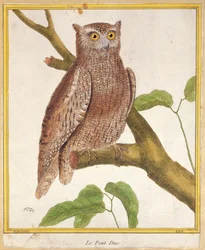 Zwergohreule, aus 