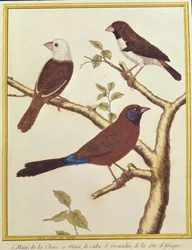 Weißkopfnonne, Doppelter Farbsamenfresser und Veilchenohr-Wida