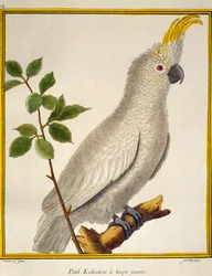 Gelbwangenkakadu (Cacatua sulphurea), aus Histoire naturelle des oiseaux
