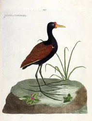 Zoologische Tafel (Ornithologie): Der Jacana (Jacana jacana). Illustration in „Die Geschichte der Vögel, gemalt in ihren erscheinenden und empfindlichen Aspekten“ von Francois Nicolas Martinet (1731-1800). Private Sammlung.