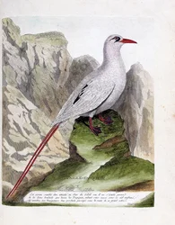 Zoologische Tafel (Ornithologie): Rotschwanz-Tropikvogel (Strohschwanz oder rotschwänziger Phaeton oder rubricauda). Illustration in „Die Geschichte der Vögel, gemalt in ihren sichtbaren und empfindsamen Erscheinungsformen“ von François Nicolas Martinet