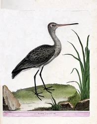 Zoologische Tafel (Ornithologie): Der Uferschnepfe (Limosa limosa). Illustration in „Die Geschichte der Vögel, gemalt in ihren erscheinenden und empfindlichen Aspekten“ von Francois Nicolas Martinet (1731-1800). Private Sammlung.