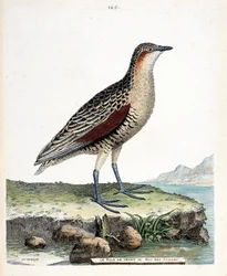 Zoologische Tafel (Ornithologie): Der Wachtelkönig (Crex crex). Illustration in „Die Geschichte der Vögel“ von Francois Nicolas Martinet (1731-1800). Private Sammlung.