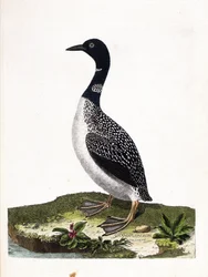 Zoologische Tafel (Ornithologie): Der Eistaucher (Gavia immer). Illustration in „Die Geschichte der Vögel, gemalt in ihren erscheinenden und empfindlichen Aspekten“ von Francois Nicolas Martinet (1731-1800). Private Sammlung.