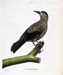 Zoologische Tafel (Ornithologie): Der Tannenhäher (Nucifraga caryocatactes) auf einem Ast. Illustration in „Die Geschichte der Vögel, gemalt in ihren erscheinenden und empfindlichen Aspekten“ von Francois Nicolas Martinet (1731-1800). Private Sammlung