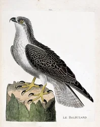 Zoologische Tafel (Ornithologie): Der Fischadler (Pandion haliaetus). Illustration in „Die Geschichte der Vögel, gemalt in ihren erscheinenden und empfindlichen Aspekten“ von Francois Nicolas Martinet (1731-1800). Private Sammlung.