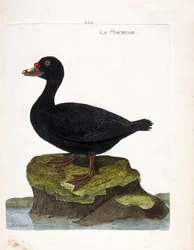 Zoologische Tafel (Ornithologie): Die Trauerente (Melanitta nigra). Illustration in „Die Geschichte der Vögel“ von Francois Nicolas Martinet (1731-1800). Private Sammlung.