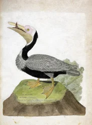 Zoologische Tafel (Ornithologie): Amerikanischer brauner Pelikan (Brauner Pelikan oder Pelecanus occidentalis). Illustration in „Die Geschichte der Vögel, gemalt in ihren erscheinenden und empfindlichen Aspekten“ von Francois Nicolas Martinet (1731-1800).