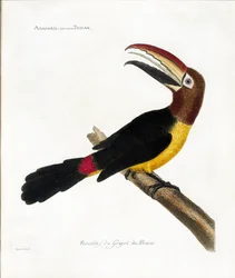 Zoologische Tafel (Ornithologie): Aracaris, vulgär Tukan (Grüner Aracari oder Pteroglossus viridis)