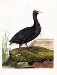 Zoologische Tafel (Ornithologie): Blässhuhn (Fulica atra). Illustration in „Die Geschichte der Vögel, gemalt in ihren erscheinenden und empfindlichen Aspekten“ von Francois Nicolas Martinet (1731-1800). Private Sammlung