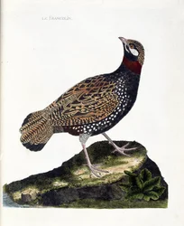 Zoologische Tafel (Ornithologie): Francolin (Schwarzfrancolin oder Francolinus francolinus). Illustration in „Die Geschichte der Vögel, gemalt in ihren erscheinenden und empfindlichen Aspekten“ von Francois Nicolas Martinet (1731-1800). Private Sammlung.