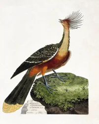 Zoologische Tafel (Ornithologie): Hoazin (Hoazin huppe oder Opisthocomus hoazin). Illustration in „Die Geschichte der Vögel, gemalt in ihren erscheinenden und empfindlichen Aspekten“ von Francois Nicolas Martinet (1731-1800). Private Sammlung.
