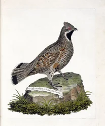 Zoologische Tafel (Ornithologie): Der männliche Gelinotte von Frankreich (Waldgelinotte oder Bonasia bonasia). Illustration in „Die Geschichte der Vögel, gemalt in ihren erscheinenden und empfindlichen Aspekten“ von Francois Nicolas Martinet (1731-1800). P