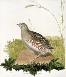 Zoologische Tafel (Ornithologie): Männliche Wachtel (Coturnix coturnix). Illustration in „Die Geschichte der Vögel“ von Francois Nicolas Martinet (1731-1800). Private Sammlung.