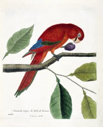 Zoologische Tafel (Ornithologie): Roter Sittich von der Insel Borneo (Großer Eclectus oder Eclectus roratus). Illustration in „Die Geschichte der Vögel, gemalt in ihren erscheinenden und empfindlichen Aspekten“ von Francois Nicolas Martinet (1731-1800). Pr