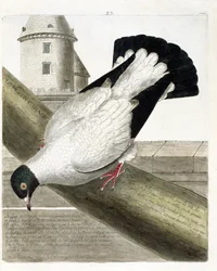 Zoologische Tafel (Ornithologie): Der Kriegstaube (Columba livia). Illustration in „Die Geschichte der Vögel, gemalt in ihren erscheinenden und empfindlichen Aspekten“ von Francois Nicolas Martinet (1731-1800). Private Sammlung.