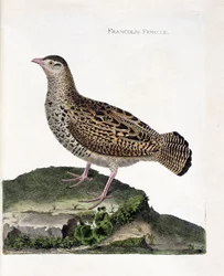 Zoologische Tafel (Ornithologie): Das weibliche Frankolin (schwarzer Frankolin oder Francolinus francolinus). Illustration in „Die Geschichte der Vögel, gemalt in ihrem Erscheinungsbild und empfindlichen Aspekten“ von Francois Nicolas Martinet (1731-1800)