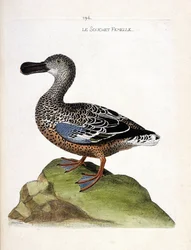 Zoologische Tafel (Ornithologie): Die Löffelente (Anas clypeata). Illustration in „Die Geschichte der Vögel, gemalt in ihren erscheinenden und empfindlichen Aspekten“ von Francois Nicolas Martinet (1731-1800). Private Sammlung.