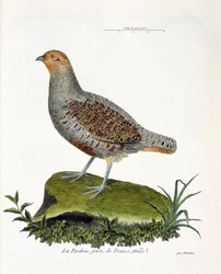 Zoologische Tafel (Ornithologie): Das graue Rebhuhn Frankreichs, männlich (graues Rebhuhn oder Rebhuhn). Illustration in „Die Geschichte der Vögel, gemalt in ihren erscheinenden und empfindlichen Aspekten“ von Francois Nicolas Martinet (1731-1800).