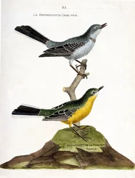 Zoologische Tafel (Ornithologie): Der männliche Graue Bachstelze (Motacilla alba) auf einem Ast und die weibliche Frühlingsbachstelze (Motacilla flava). Illustration in „Die Geschichte der Vögel, gemalt in ihren erscheinenden und empfindlichen Aspekten“ vo