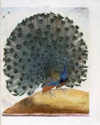 Zoologische Tafel (Ornithologie): Der Pfau schlägt ein Rad (Blauer Pfau oder Pavo cristatus). Illustration in "Die Geschichte der Vögel, gemalt in ihren sichtbaren und sinnlich wahrnehmbaren Erscheinungsformen" von François Nicolas Martinet (1731-1800).