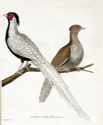 Zoologische Tafel (Ornithologie): Der Fasan hat eine chinesische Stahlhaube und sein Weibchen (Silberfasan oder Lophura nycthemera) auf einem Ast. Illustration in „Die Geschichte der Vögel, gemalt in ihren erscheinenden und empfindlichen Aspekten“ von Fran