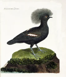 Zoologische Tafel (Ornithologie): Der Fasan von Indien (Goura-Krone oder Goura cristata). Illustration in „Die Geschichte der Vögel, gemalt in ihren erscheinenden und empfindlichen Aspekten“ von Francois Nicolas Martinet (1731-1800). Private Sammlung.