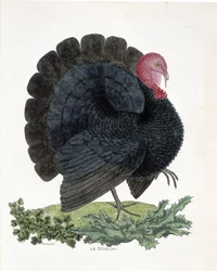 Zoologische Tafel (Ornithologie): Truthahn (Haustruthahn oder Melaeagris gallopavo). Illustration in „Die Geschichte der Vögel, gemalt in ihren erscheinenden und empfindlichen Aspekten“ von Francois Nicolas Martinet (1731-1800) (Gravur)
