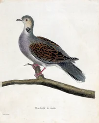 Zoologische Tafel (Ornithologie): Turteltaube (Streptopelia turtur) auf einem Ast. Illustration in „Die Geschichte der Vögel“ von Francois Nicolas Martinet (1731-1800). Private Sammlung.