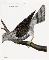Zoologische Tafel (Ornithologie): Der Habicht (Habicht oder Accipiter gentilis) auf einem Ast. Illustration in „Die Geschichte der Vögel, gemalt in ihren erscheinenden und empfindlichen Aspekten“ von Francois Nicolas Martinet (1731-1800).