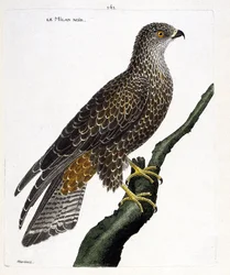Zoologische Tafel (Ornithologie): Schwarzer Milan (Milvus migrans) auf einem Ast. Illustration in „Die Geschichte der Vögel, gemalt in ihren erscheinenden und empfindlichen Aspekten“ von Francois Nicolas Martinet (1731-1800). Private Sammlung.