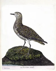 Zoologische Tafel (Ornithologie): Der Helmkasuar (Kasuar oder Casuarius casuarius). Illustration in „Die Geschichte der Vögel, gemalt in ihren erscheinenden und empfindlichen Aspekten“ von Francois Nicolas Martinet (1731-1800).