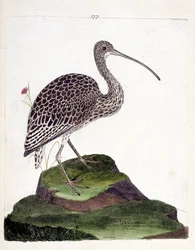 Zoologische Tafel (Ornithologie): Brachvogel (Numenius arquata). Illustration in „Die Geschichte der Vögel“ von Francois Nicolas Martinet (1731-1800). Private Sammlung.