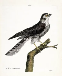 Zoologische Tafel (Ornithologie): Der Merlin (Merlinfalke oder Falco colombarius) auf einem Ast. Illustration in „Die Geschichte der Vögel, gemalt in ihren erscheinenden und empfindlichen Aspekten“ von Francois Nicolas Martinet (1731-1800). Private Sammlun