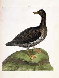 Zoologische Tafel (Ornithologie): Weibliche Eiderente (Eiderente oder Somateria mollissima). Illustration in „Die Geschichte der Vögel, gemalt in ihren erscheinenden und empfindlichen Aspekten“ von Francois Nicolas Martinet (1731-1800).
