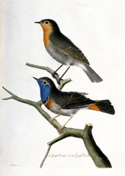 Zoologische Tafel (Ornithologie): Von oben nach unten: Rotkehlchen (Erithacus rubecula) und Blaukehlchen (Luscinia svecica) auf einem Ast. Illustration in „Die Geschichte der Vögel“.