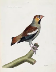Zoologische Tafel (Ornithologie): Großschnabel (Grosbeak) oder Kerne (Coccothraustes) auf einem Ast. Illustration in „Die Geschichte der Vögel, gemalt in ihren erscheinenden und empfindlichen Aspekten“ von Francois Nicolas Martinet (1731-1800). Private Sam