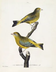 Zoologische Tafel (Ornithologie): Männlicher und weiblicher Grünfink (Europäischer Grünfink oder Carduelis chloris) auf einem Ast. Illustration in „Die Geschichte der Vögel, gemalt in ihren erscheinenden und empfindlichen Aspekten“ von Francois Nicolas Mar