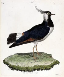 Zoologische Tafel (Ornithologie): Männlicher Kiebitz (Kiebitz oder Vanellus vanellus). Illustration in „Die Geschichte der Vögel, gemalt in ihren erscheinenden und empfindlichen Aspekten“ von Francois Nicolas Martinet (1731-1800).