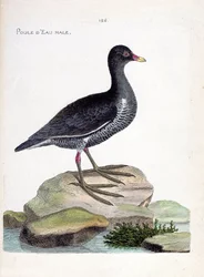 Zoologische Tafel (Ornithologie): Das Teichhuhn (Gallinula chloropus). Illustration in „Die Geschichte der Vögel, gemalt in ihren erscheinenden und empfindlichen Aspekten“ von Francois Nicolas Martinet (1731-1800). Private Sammlung.