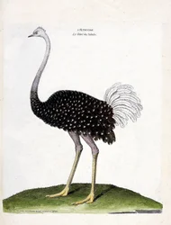 Zoologische Tafel (Ornithologie): Strauß (Struthio camelus). Illustration in „Die Geschichte der Vögel, gemalt in ihren erscheinenden und empfindlichen Aspekten“ von Francois Nicolas Martinet (1731-1800).