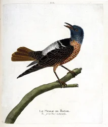 Zoologische Tafel (Ornithologie): Felsenschwarzvogel (Felsenschwarzvogel oder Monticola saxatilis). Illustration in „Die Geschichte der Vögel, gemalt in ihren erscheinenden und empfindlichen Aspekten“ von Francois Nicolas Martinet (1731-1800).