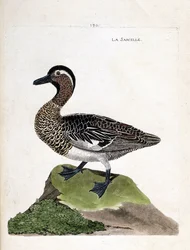 Zoologische Tafel (Ornithologie): Die Knäkente (Anas querquedula). Illustration in „Die Geschichte der Vögel, gemalt in ihren erscheinenden und empfindlichen Aspekten“ von Francois Nicolas Martinet (1731-1800). Private Sammlung.
