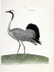 Zoologische Tafel (Ornithologie): Der Kranich (Grauer Kranich oder Grus grus). Illustration in „Die Geschichte der Vögel, gemalt in ihren erscheinenden und empfindlichen Aspekten“ von Francois Nicolas Martinet (1731-1800).