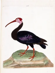 Zoologische Tafel (Ornithologie): Der Kahlkopfibis (Geronticus calvus). Illustration in „Die Geschichte der Vögel“ von Francois Nicolas Martinet (1731-1800). Private Sammlung.