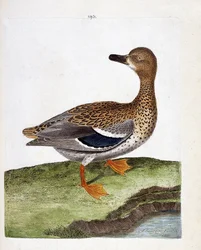 Zoologische Tafel (Ornithologie): Weibliche Wildente (Stockente oder Anas platyrhynchos). Illustration in „Die Geschichte der Vögel, gemalt in ihren erscheinenden und empfindlichen Aspekten“ von Francois Nicolas Martinet (1731-1800). Private Sammlung.