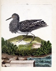 Zoologische Tafel (Ornithologie): Der Kampfläufer oder der männliche Seehahn (Philomachus pugnax). Illustration in „Die Geschichte der Vögel, gemalt in ihren erscheinenden und empfindlichen Aspekten“ von Francois Nicolas Martinet (1731-1800). Private Samml