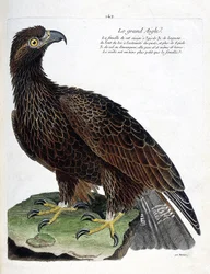 Zoologische Tafel (Ornithologie): Der Steinadler (Aquila chrysaetos). Illustration in „Die Geschichte der Vögel, gemalt in ihren erscheinenden und empfindlichen Aspekten“ von Francois Nicolas Martinet (1731-1800). Private Sammlung.