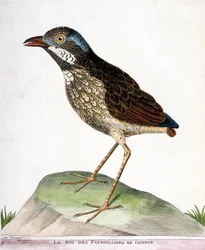 Zoologische Tafel (Ornithologie): Der König der Viertausend von Cayenne (Grallaria varia). Illustration in „Die Geschichte der Vögel, gemalt in ihren erscheinenden und empfindlichen Aspekten“ von Francois Nicolas Martinet (1731-1800). Private Sammlung