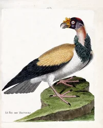 Zoologische Tafel (Ornithologie): Der König der Geier (Sarcoramph-König oder Sarcoramphus papa). Illustration in „Die Geschichte der Vögel, gemalt in ihren erscheinenden und empfindlichen Aspekten“ von Francois Nicolas Martinet (1731-1800).